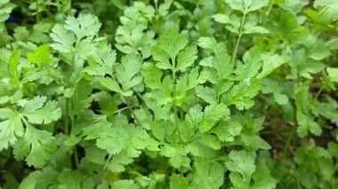 Kişniş otları tarlada yetişiyor. Kırsal alanda sağlıklı bitkiler yetiştirme ve yeşil tarım.