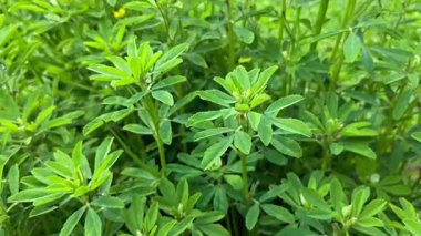 Taze yeşil çemen bitkilerinin yakın görüntüsü