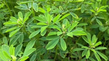 Taze yeşil çemen bitkilerinin yakın görüntüsü