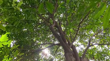 Güneş ışınlarının bir kaya meyvesi ağacının içinden ışıldaması.