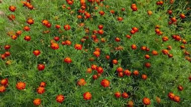 Bahçede çiçek açan güzel kadife çiçekleri