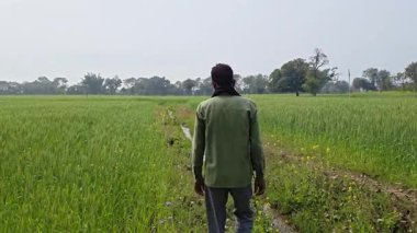 Hintli çiftçi buğday tarlasında yürüyor mahsul büyümesini denetliyor