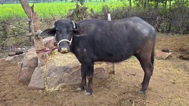 Kızılderili siyah bufalo ahırın dışında bağlı. Kırsal Hindistan sahnesi