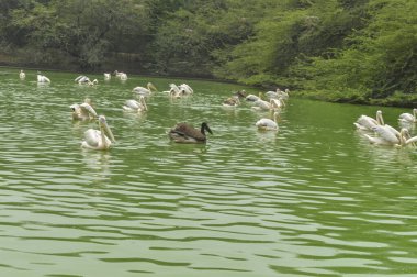 Yeni Delhi Hayvanat Bahçesi 'ndeki gölette bir grup pelikan kuşu.