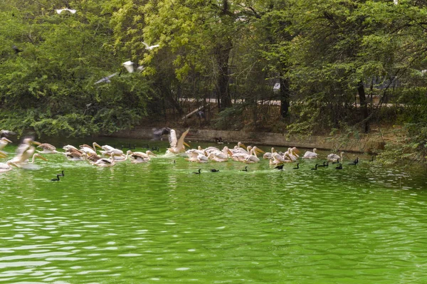 Yeni Delhi Hayvanat Bahçesi 'ndeki gölette bir grup pelikan kuşu.