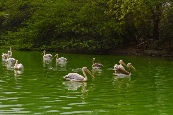 Yeni Delhi Hayvanat Bahçesi 'ndeki gölette bir grup pelikan kuşu.