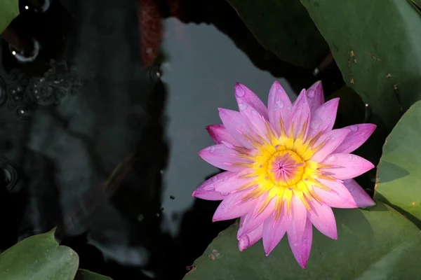 Lotus flower or beautiful waterlily. — Stock Photo, Image