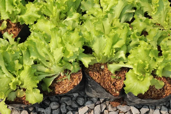 Lechuga en el jardín . —  Fotos de Stock