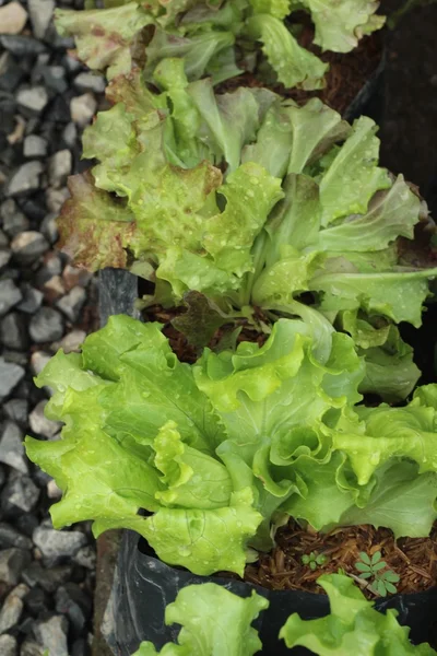 Salat i hagen . – stockfoto