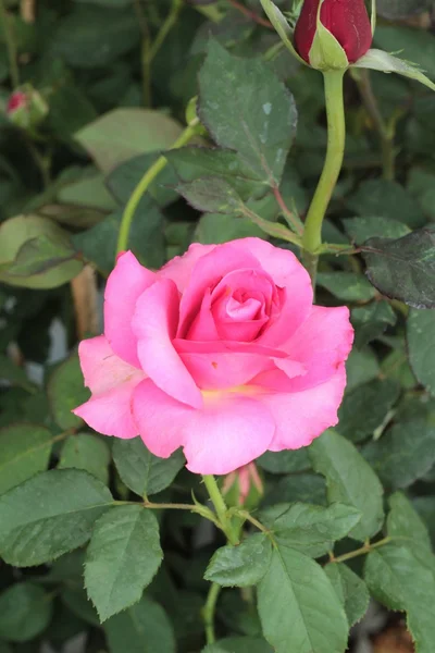 Rosas bonitas no jardim . — Fotografia de Stock