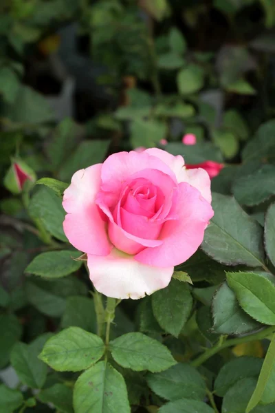 Rose belle in giardino . — Foto Stock