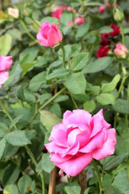 Bahçedeki gülleri güzel.