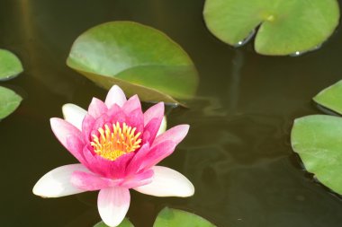 Lotus çiçeği veya güzel nilüfer.