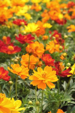 Bahçede kozmos çiçekleri.