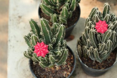 kaktüs bitkiler güzellik bahçede.