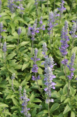 ateş çiçeği Çiçek bahçesinde.