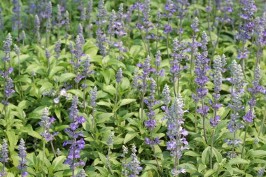 ateş çiçeği Çiçek bahçesinde.