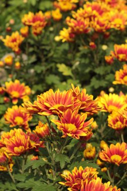 Güzel bir bahçe krizantem.