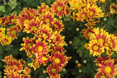 Güzel bir bahçe krizantem.