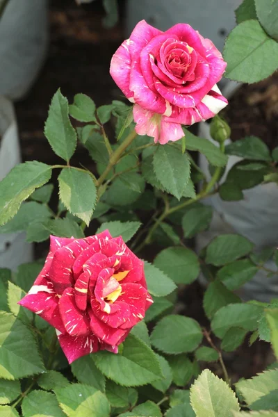 Όμορφα τριαντάφυλλα στον κήπο. — Φωτογραφία Αρχείου