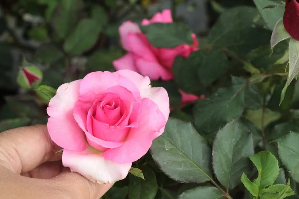 Roses belles dans le jardin . — Photo