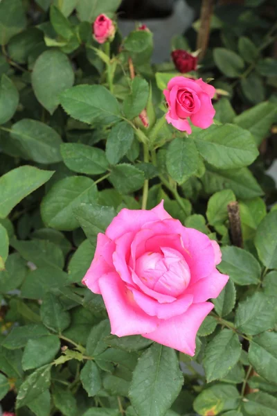 Rosas bonitas no jardim . — Fotografia de Stock