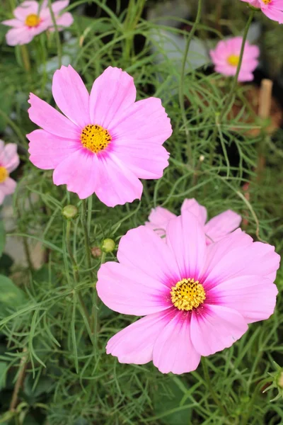 Cosmos flores no jardim. — Fotografia de Stock