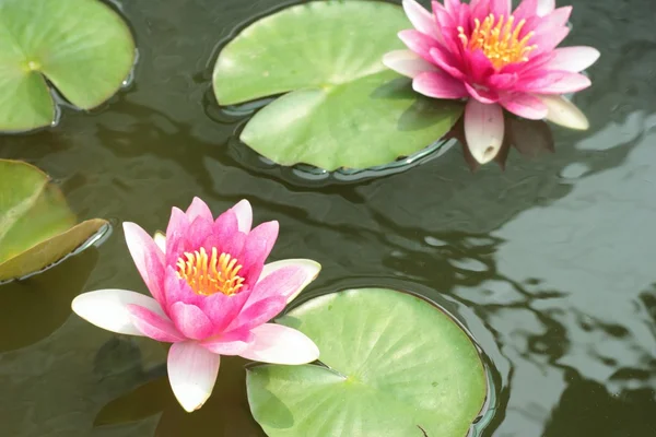 Flor de lótus ou lindos lírios aquáticos . — Fotografia de Stock