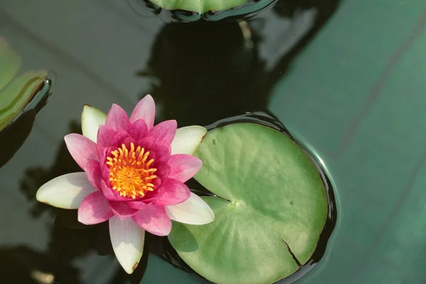 Lotus flower or beautiful waterlily. — Stock Photo, Image