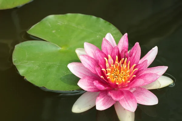 Цветок лотоса или красивая водяная лилия . — стоковое фото