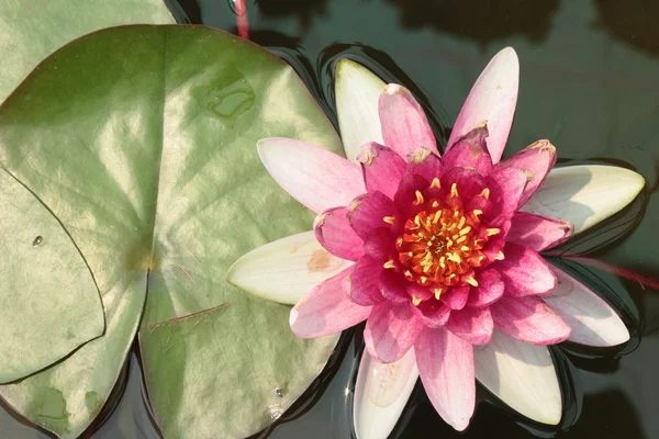 Flor de lótus ou lindos lírios aquáticos . — Fotografia de Stock