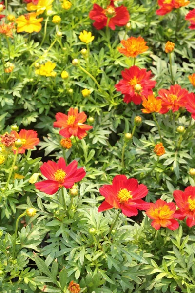 Cosmos flowers in the garden. — Stock Photo, Image