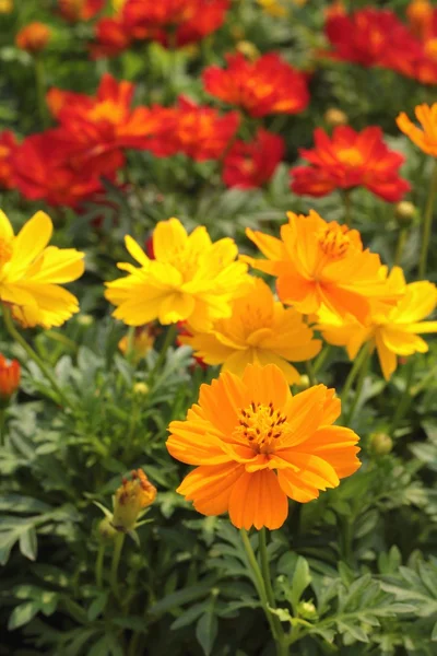 Flores del cosmos en el jardín. — Foto de Stock