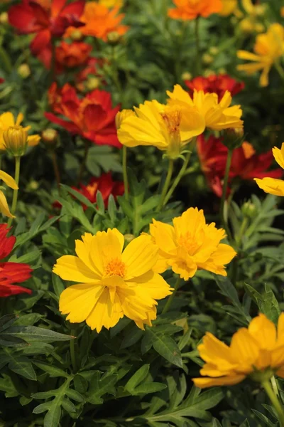 Bahçede kozmos çiçekleri.