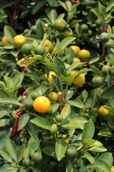 Naranjos en el jardín. — Foto de Stock