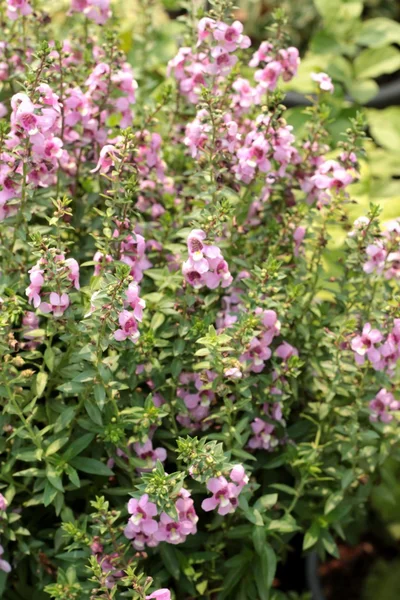 Salvia blomma i trädgården. — Stockfoto