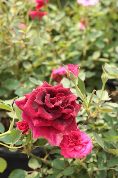 Όμορφα τριαντάφυλλα στον κήπο. — Φωτογραφία Αρχείου