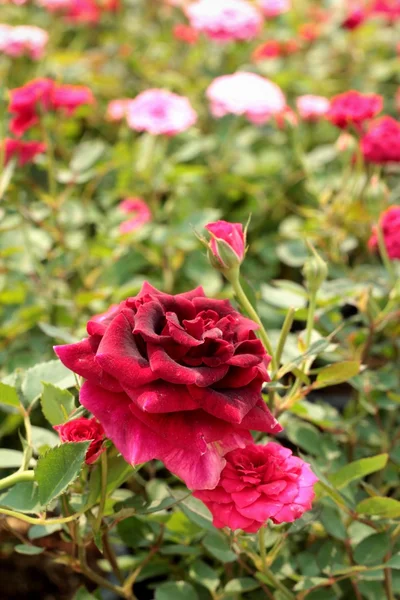 Prachtige rozen in de tuin. — Stockfoto