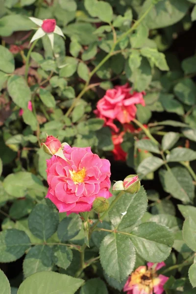 Vackra rosor i trädgården. — Stockfoto