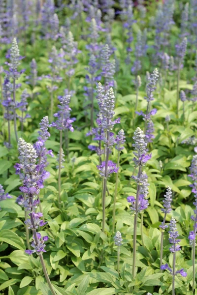 Flor de salvia no jardim . — Fotografia de Stock