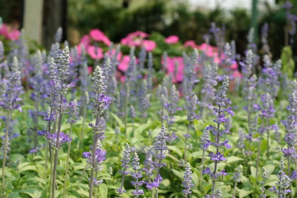 庭のサルビアの花. — ストック写真