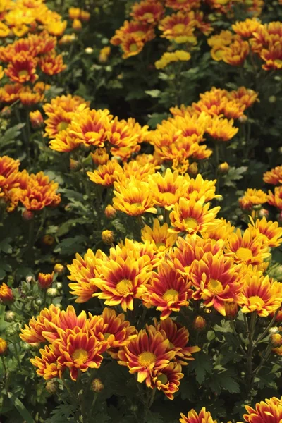 Chrysanthemen schön im Garten. — Stockfoto