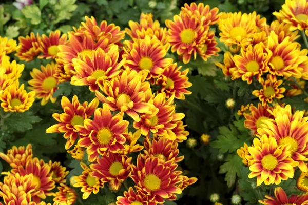 Chrysant mooi in een tuin. — Stockfoto