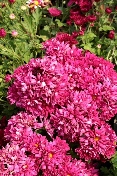 Crisantemo hermoso en un jardín . — Foto de Stock