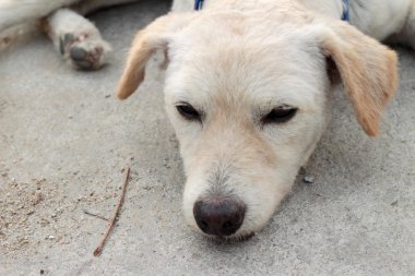 Beyaz köpek yere uyku.