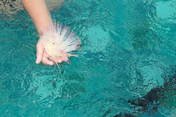 Kwiat w ręku chłopca w basenie. — Zdjęcie stockowe