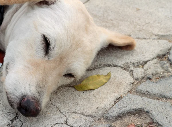 White dog sleeping on the ground. — Stock Photo, Image