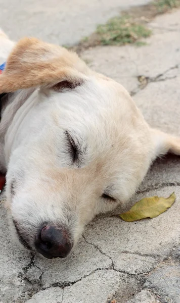 Biały pies śpi na ziemi. — Zdjęcie stockowe