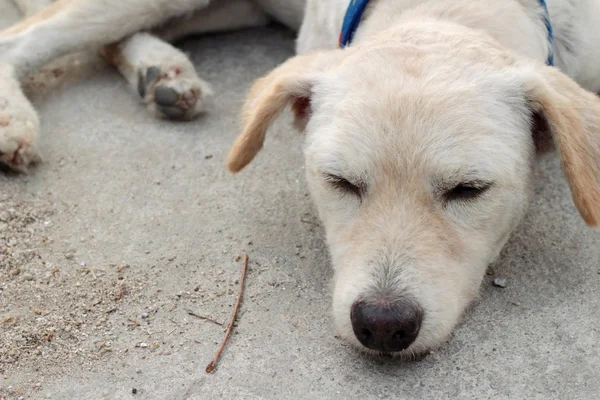 Белая собака, спящая на земле . — стоковое фото