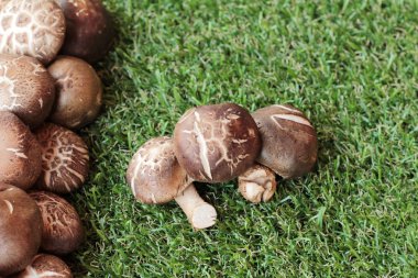 Yemek pişirmek için sebze ve mantar